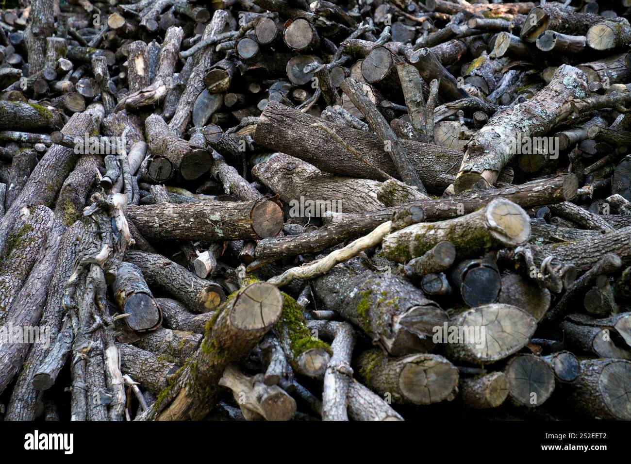 Im Wald verarbeitetes Holz, Roccantica, Provinz Rieti, Region Latium, Italien Stockfoto
