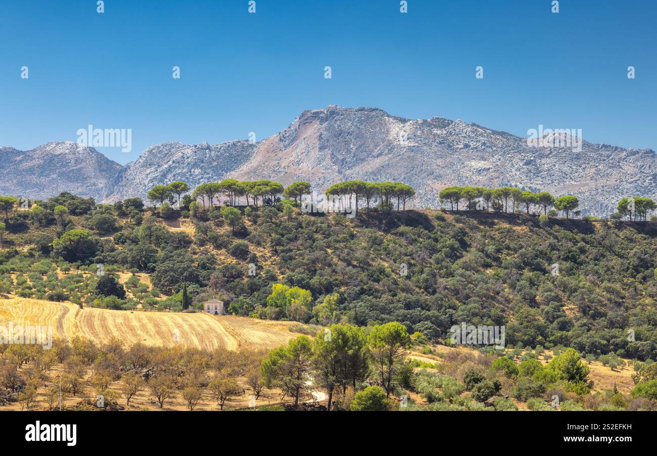 Das bergige Land Andalusiens in der Nähe der Stadt Ronda in Spanien. Ruhige Berglandschaft mit einer Reihe von Bäumen auf einem Hügel und einem ernteten Feld im f Stockfoto