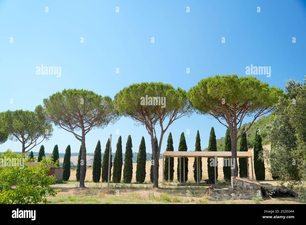Kiefern, Zypressen, Natur rund um, Viterbo, Provinz Viterbo, Region Latium, Italien Stockfoto