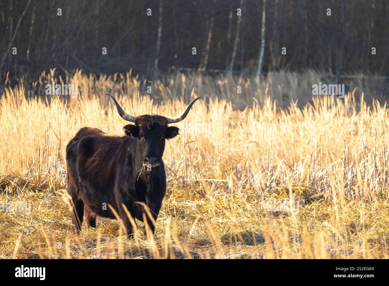 Die Aurochs (Bos primigenius), Tauros leben in Feuchtgebieten der Janovsky Mokrad in Pilsen, Tschechien, Europa. Stockfoto