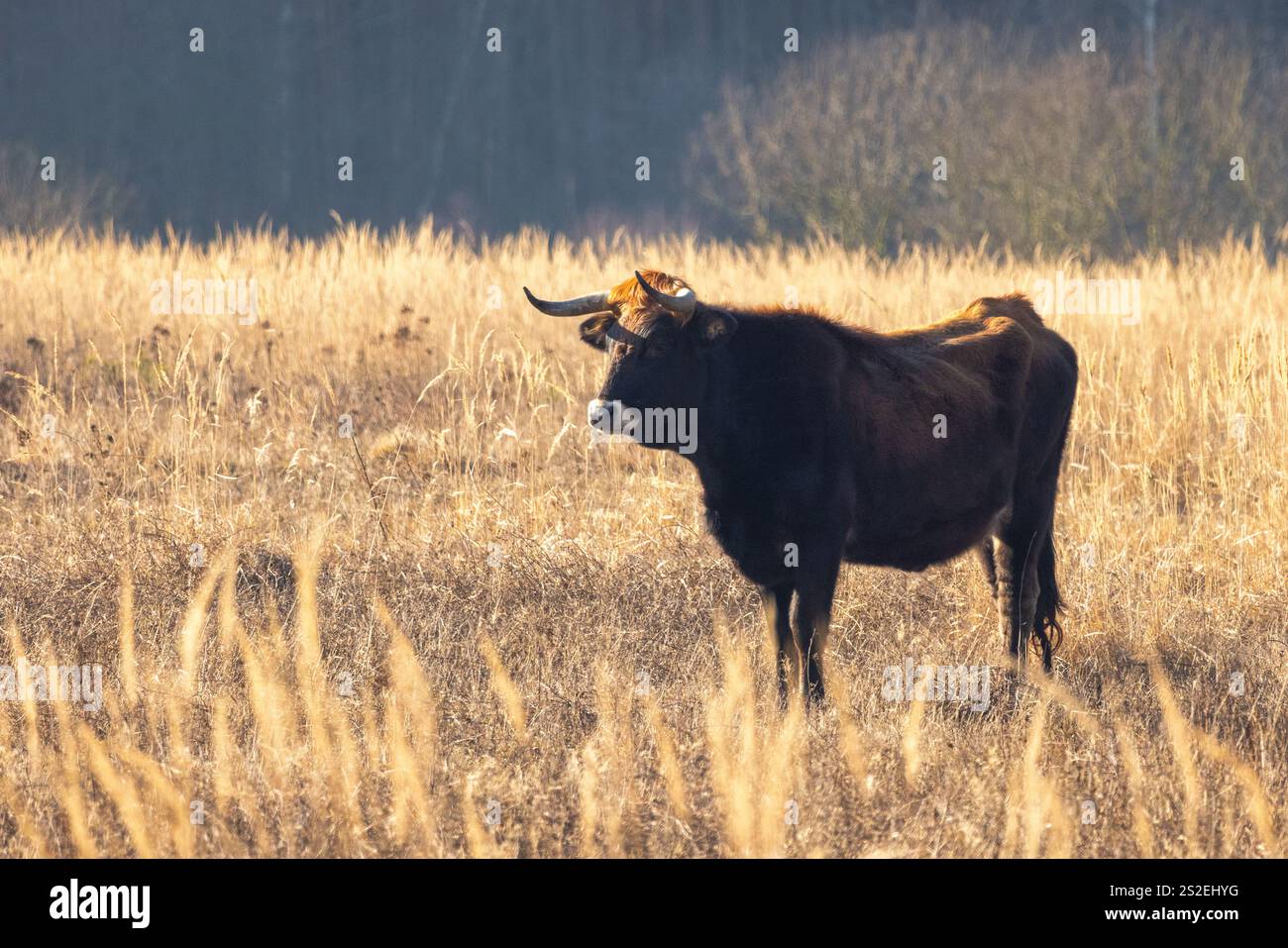 Die Aurochs (Bos primigenius), Tauros leben in Feuchtgebieten der Janovsky Mokrad in Pilsen, Tschechien, Europa. Stockfoto