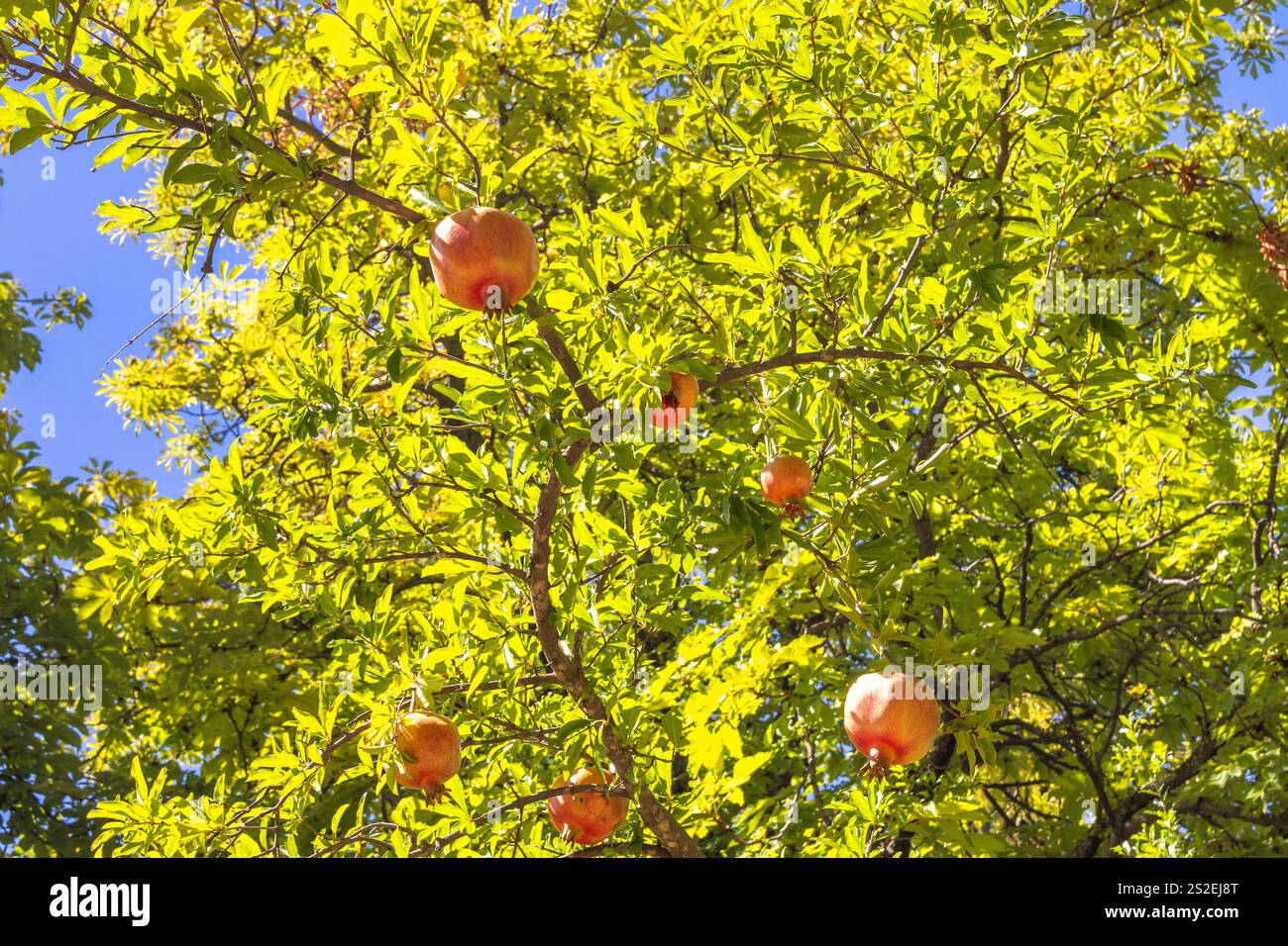 Granada Stadt in Spanien. Reife Granatäpfel hängen an einem üppig grünen Baum an einem sonnigen Tag. Ein lebendiges Schauspiel des Wohlstands der Natur. Stockfoto