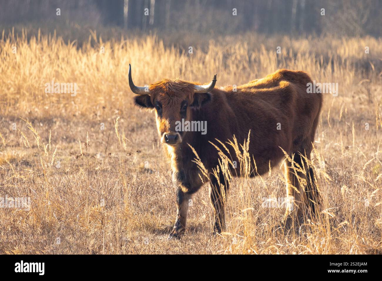 Die Aurochs (Bos primigenius), Tauros leben in Feuchtgebieten der Janovsky Mokrad in Pilsen, Tschechien, Europa. Stockfoto