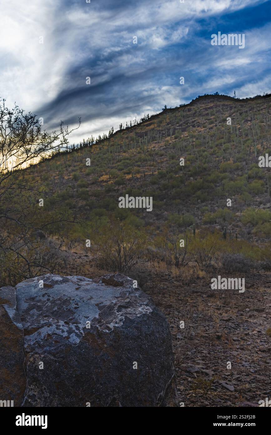 Tucson die riesige Wüstenlandschaft zeigt zahlreiche hohe Kakteen, die über trockenes Gelände mit sanften Hügeln und schwachen Gebirgszügen verstreut sind Stockfoto