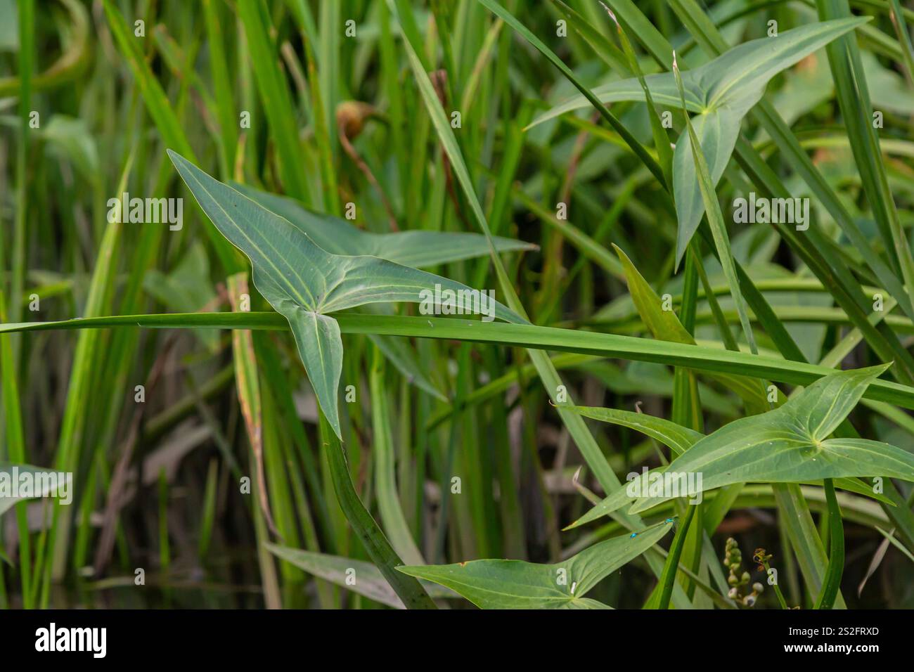 Die wilde Wasserpflanze Sagittaria sagittifolia wächst in langsam fließendem Wasser. Stockfoto