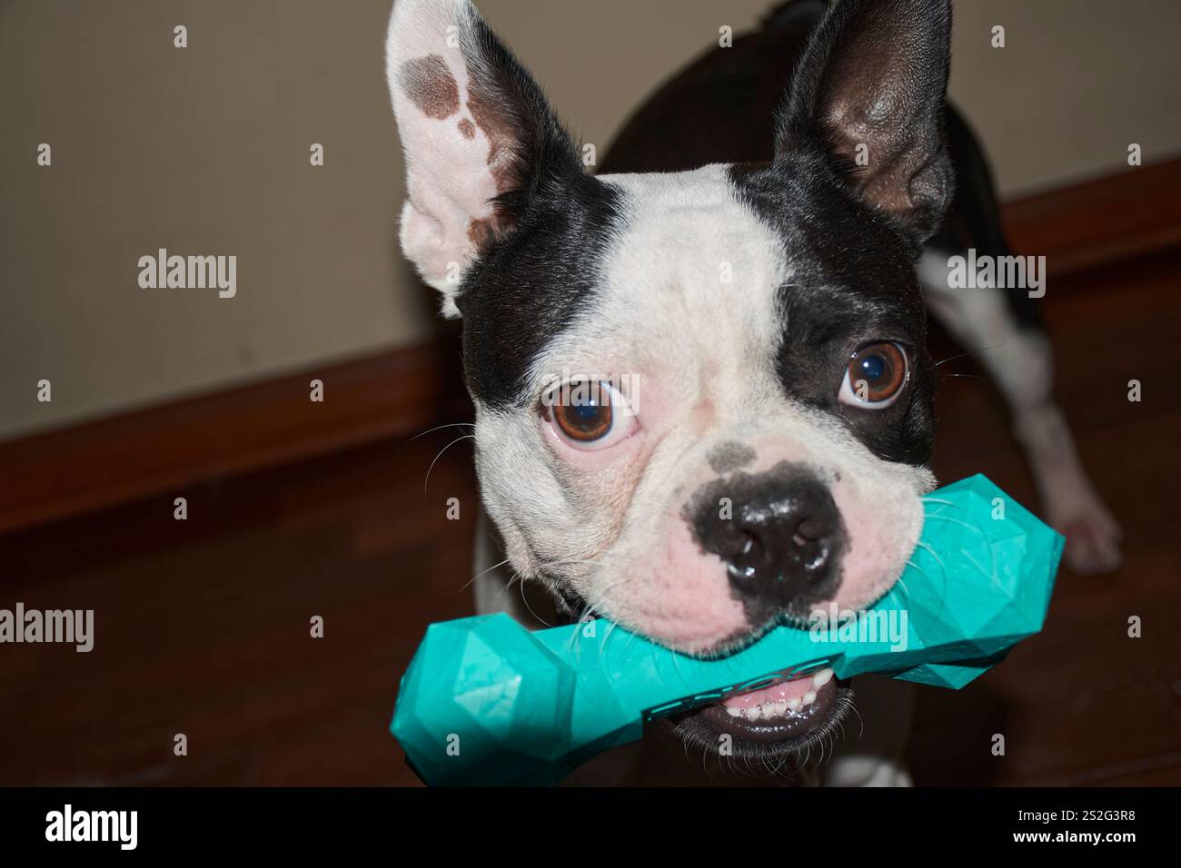 Boston Terrier spielt mit einem Plastikknochen im Mund Stockfoto