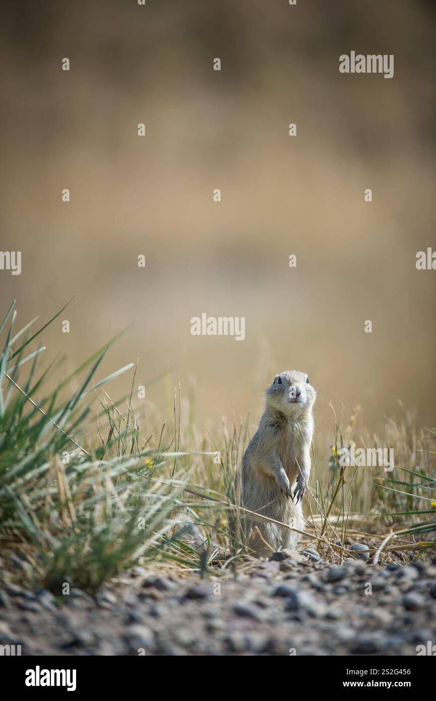 Richardson's Ground Eichhörnchen (Spermophilus richardsonii) in den Badlands von Süd-Alberta, Kanada Stockfoto