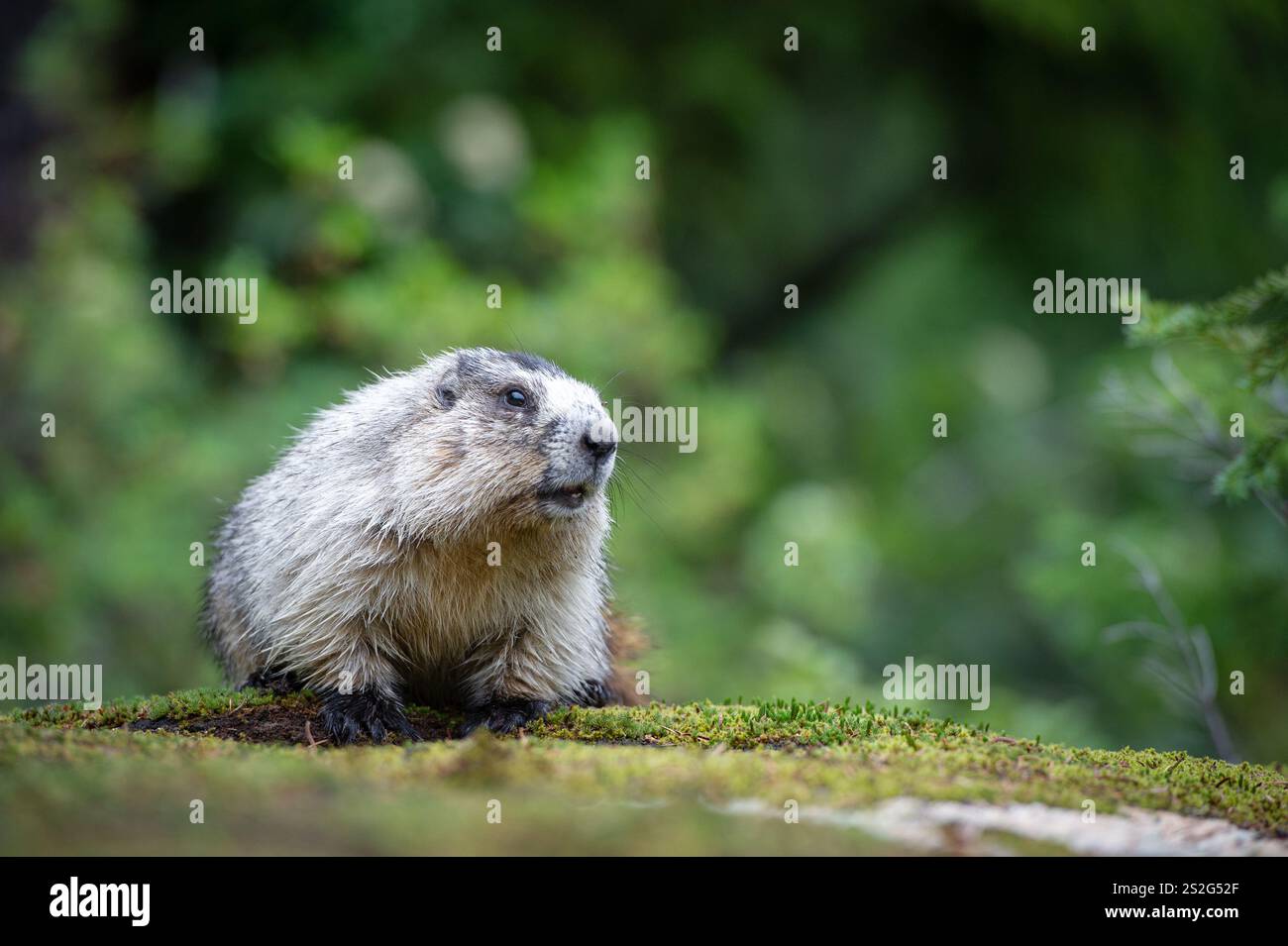 Ein kurioses Gelbbauchmarmeltier (Marmota flaviventris) in den Rocky Mountains, Alberta Kanada Stockfoto