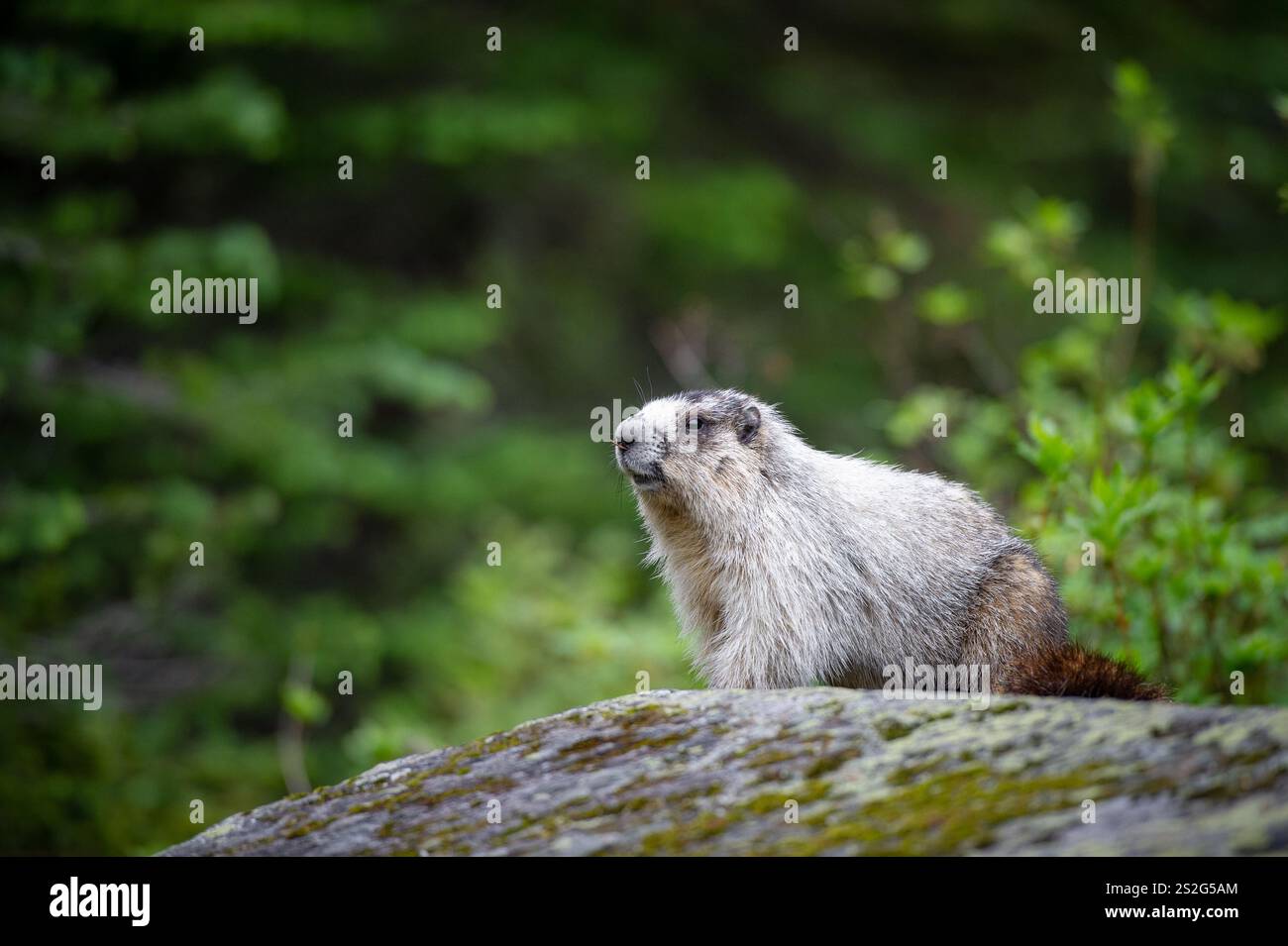 Ein kurioses Gelbbauchmarmeltier (Marmota flaviventris) in den Rocky Mountains, Alberta Kanada Stockfoto