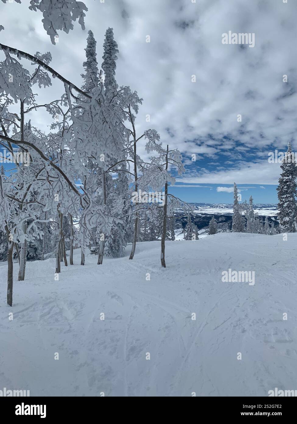 „Malerische Winterlandschaft mit schneebedeckten Bäumen in einer ruhigen Waldlandschaft unter bewölktem Himmel.“ - Smartphone-aufgenommenes Stockfoto