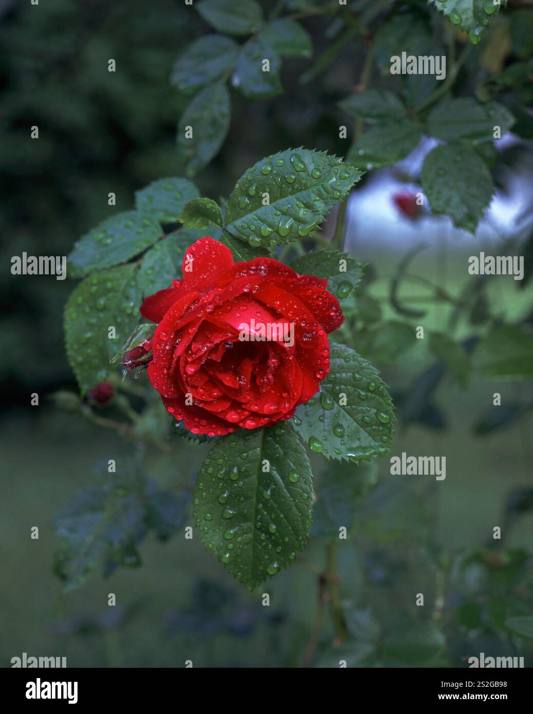 Kletterrose 'Flammentanz' in Nahaufnahme Stockfoto