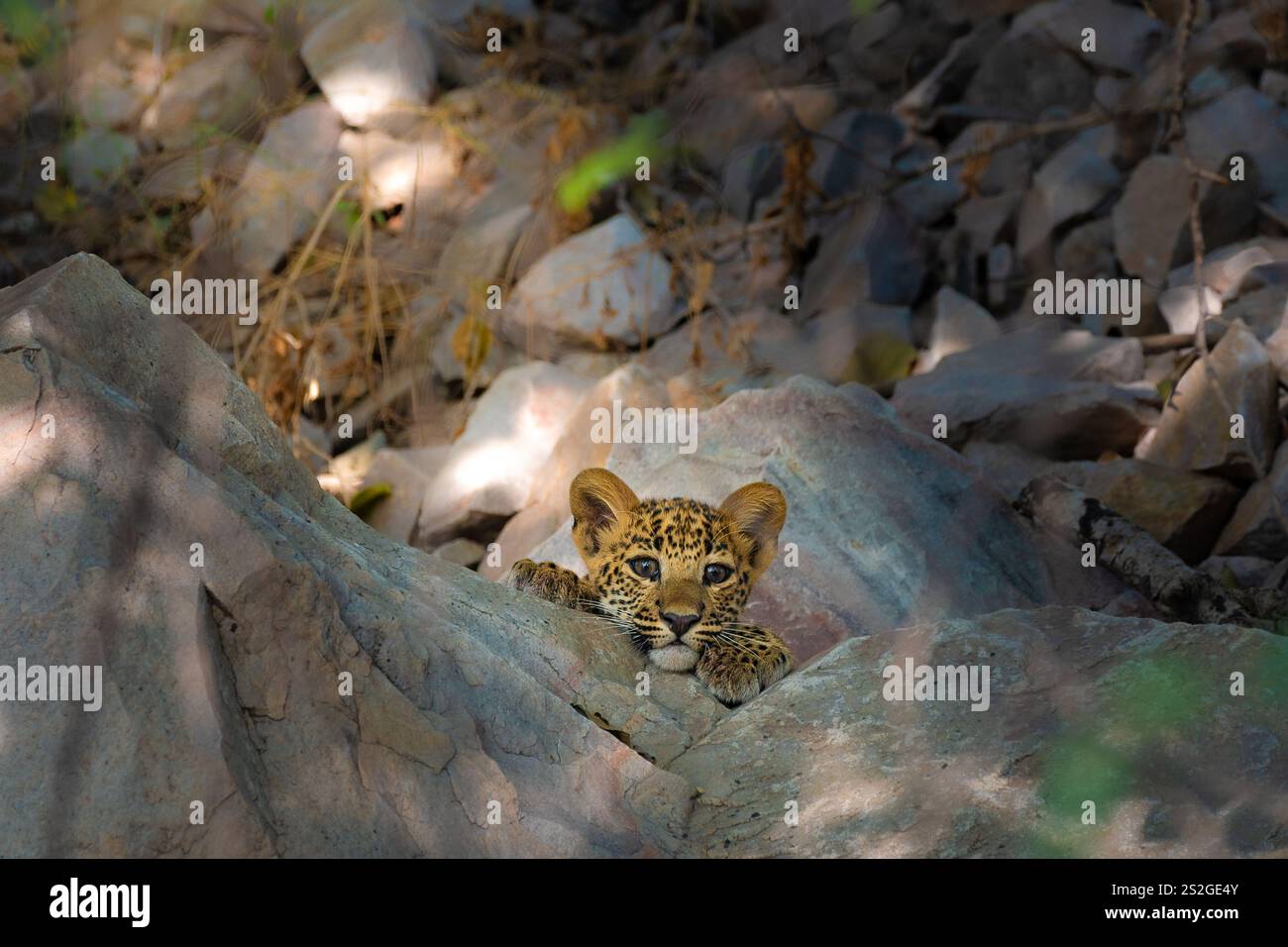 Ein kurioser Blick auf ein neugeborenes Leopardenjunges im Jhalana Reserve, dessen unschuldiger Blick einen seltenen und fesselnden Moment in Rajasthans wildem Herzen bietet. Stockfoto