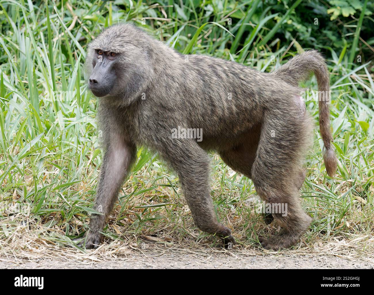 Olivenpaan, Anubis Pavian, Anubispavian, Babouin Olive, Papio anubis, Anubisz-pávián, Kibale Forest National Park, Uganda, Ostafrika Stockfoto