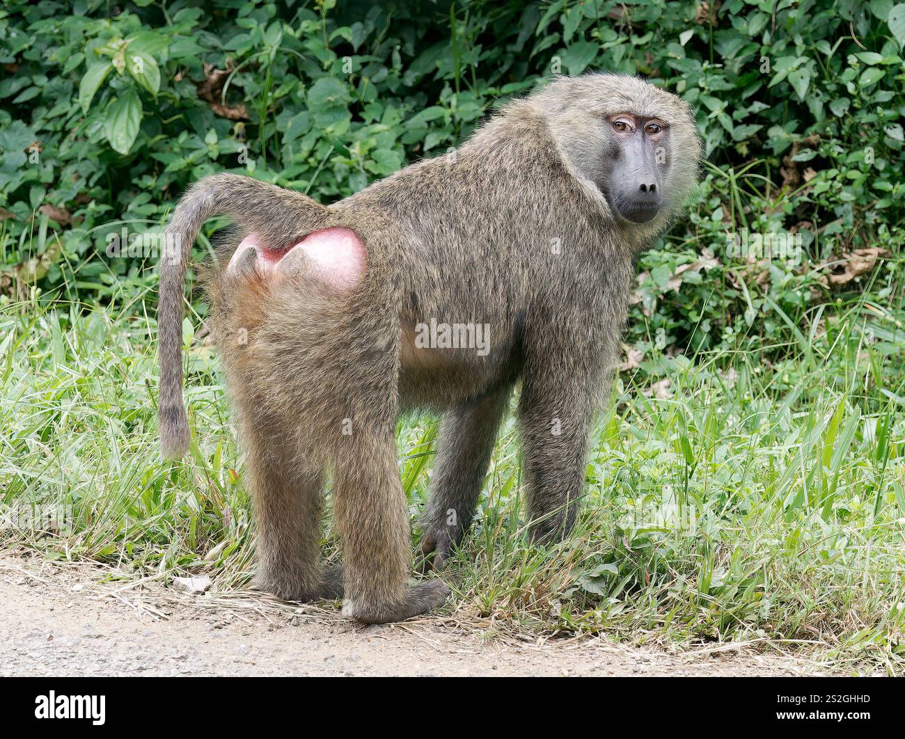 Olivenpaan, Anubis Pavian, Anubispavian, Babouin Olive, Papio anubis, Anubisz-pávián, Kibale Forest National Park, Uganda, Ostafrika Stockfoto