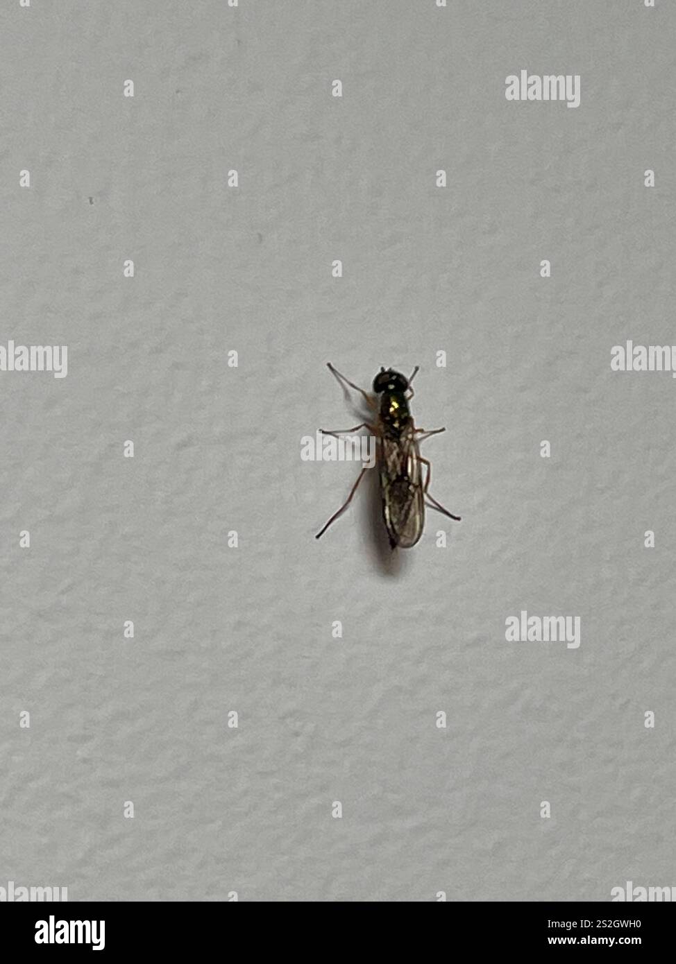 Centurion Fly (Sargus bipunctatus) mit zwei Punkten Stockfoto