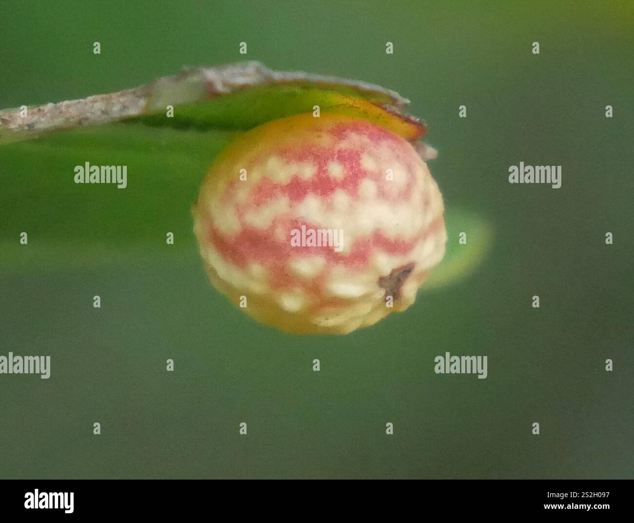 Gestreifte Pea Gall Wasp (Cynips longiventris) Stockfoto