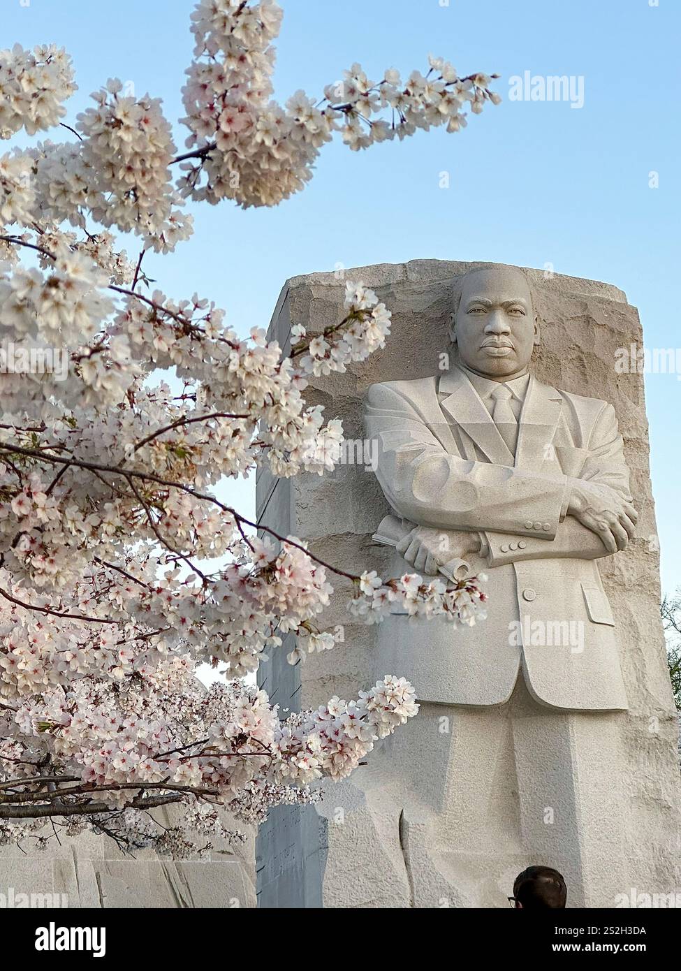 Das Stone of Hope Monument, eingerahmt von blühenden Kirschblüten in Washington DC Stockfoto