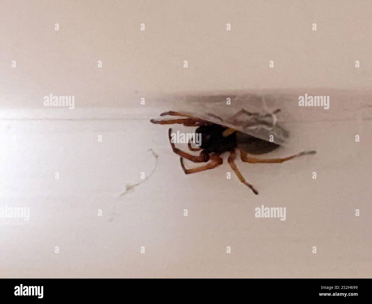 Breiter SAC-Spider (Trachelas tranquillus) Stockfoto