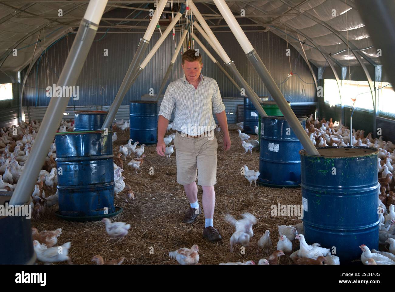 Junger britischer Landwirt, der an einem Arbeitstag die blauen Futterkörner in einem Hühnerschuppen überprüft. Fosse Meadows Farm, North Kilworth Leicestershire England 2016 2010er Jahre HOMER SYKES, Stockfoto
