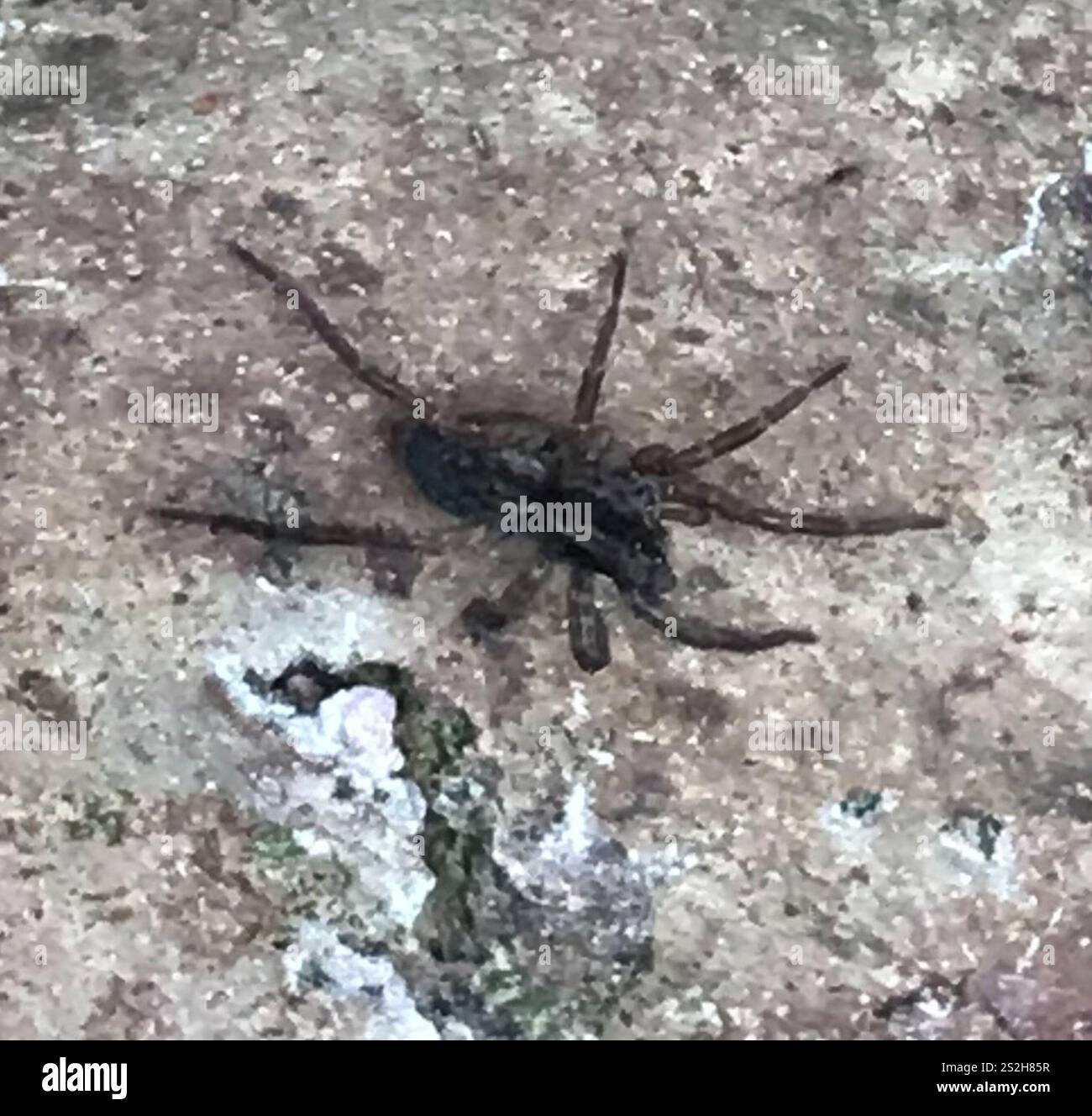 Rustikale Wolfsspinne (Trochosa ruricola) Stockfoto