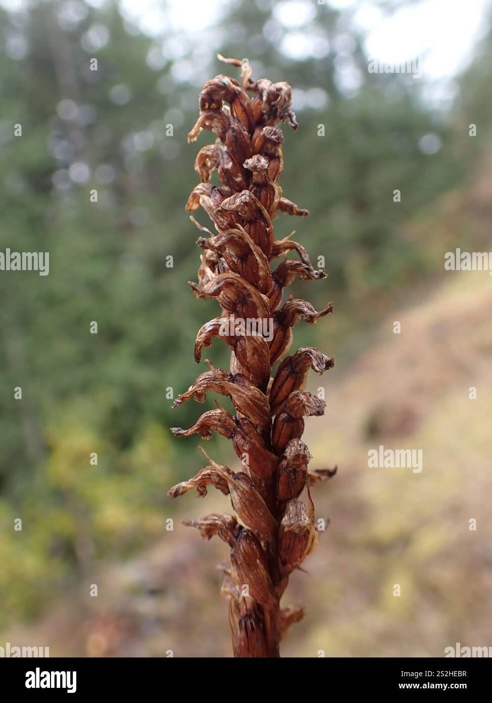 Damen-Kapuzen (Spiranthes romanzoffiana) Stockfoto