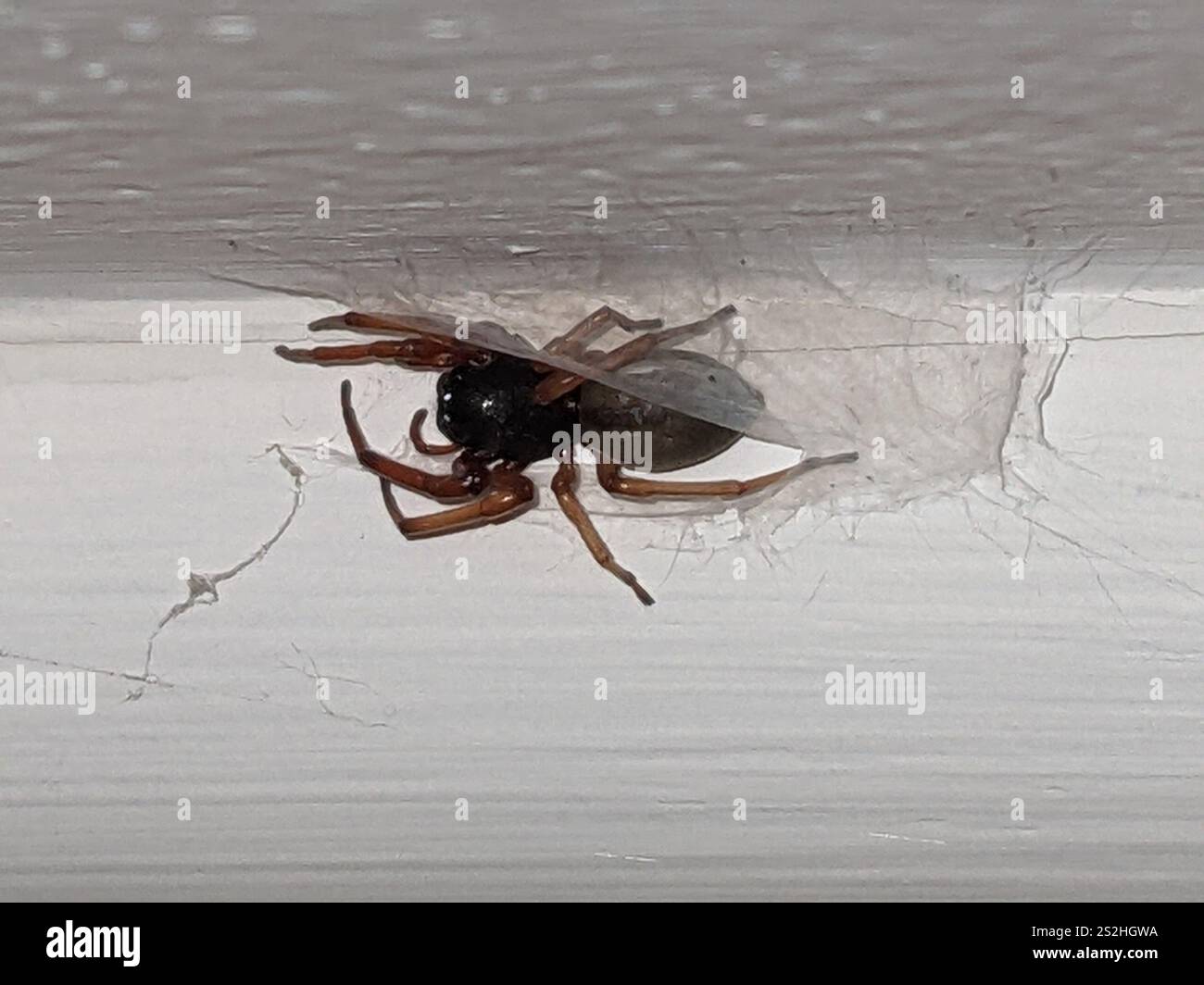 Breiter SAC-Spider (Trachelas tranquillus) Stockfoto