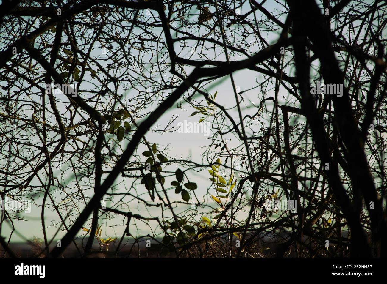 Zweige vor blassblauem Himmel mit hellgrünen Blättern Stockfoto