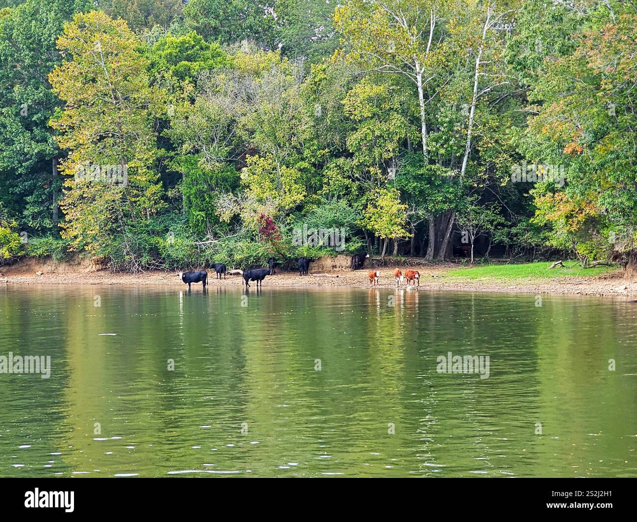 Rinder am Ufer des Cumberland River, Tennessee - Smartphone-aufgenommenes Stockfoto