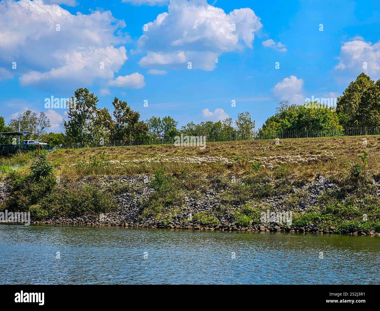 Nashville Chew Crew, Landmanagement mit Schafen Stockfoto