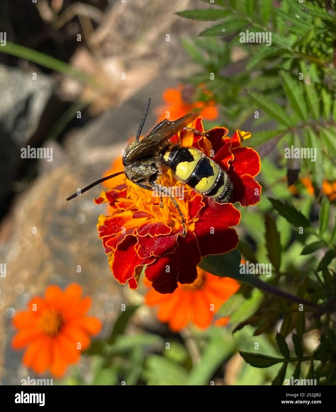Große vierfleckige Scoliid Wasp (Pygodasis quadrimaculata) Stockfoto