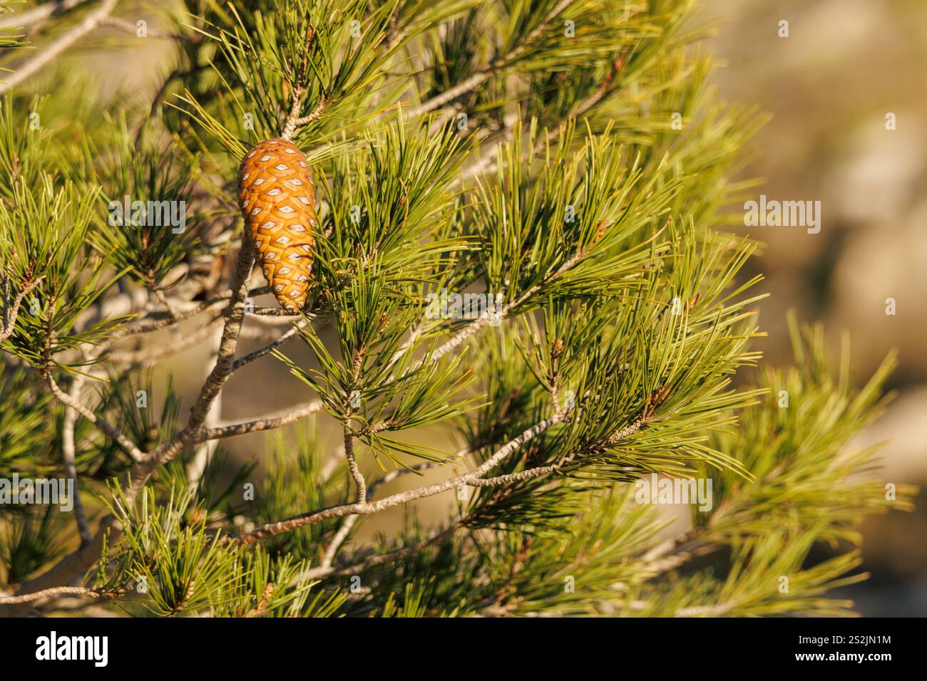 Pinienkegel auf dem Baum am sonnigen Morgen, Alcoy, Spanien Stockfoto