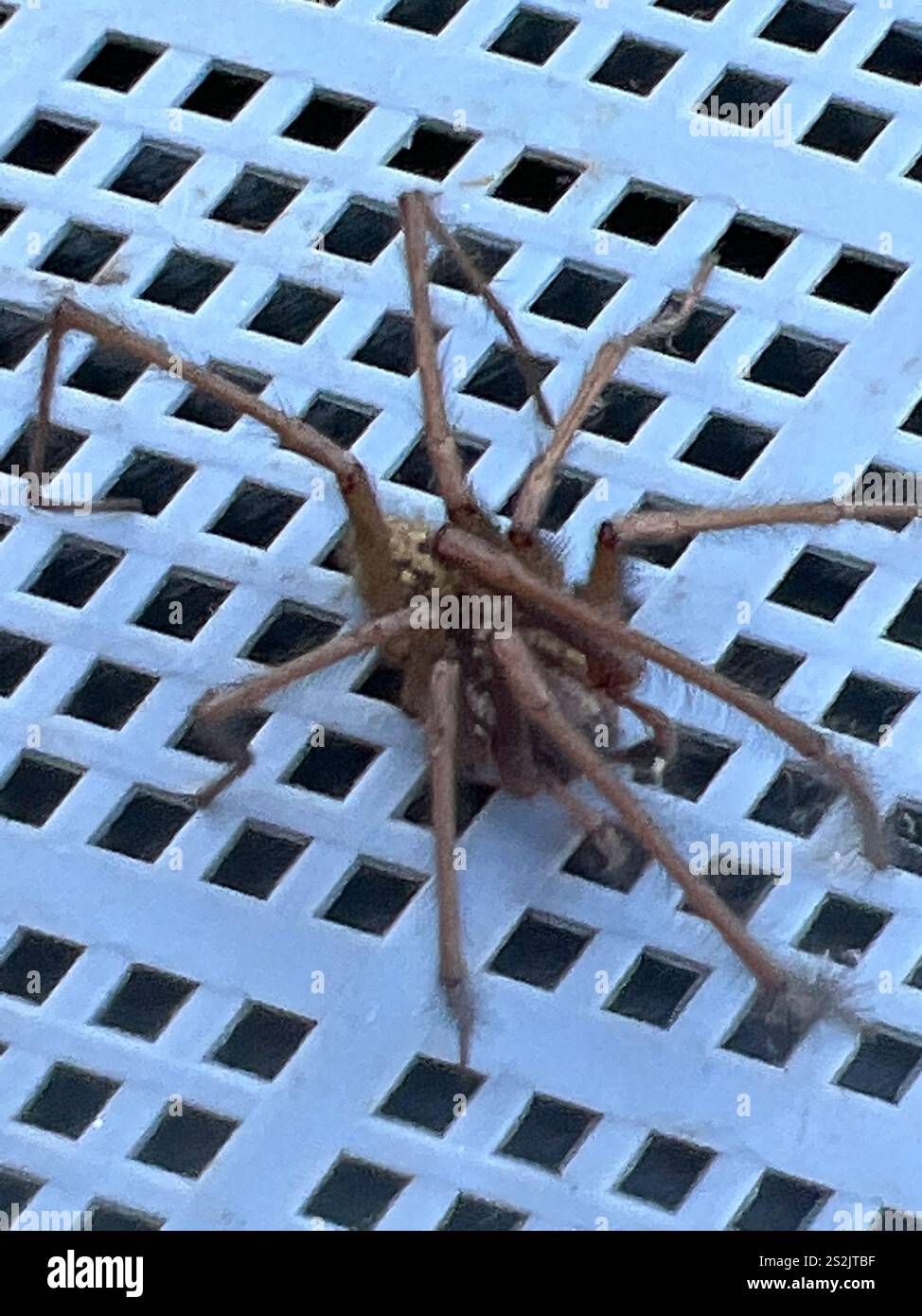 Riesenhausspinne (Eratigena duellica) Stockfoto