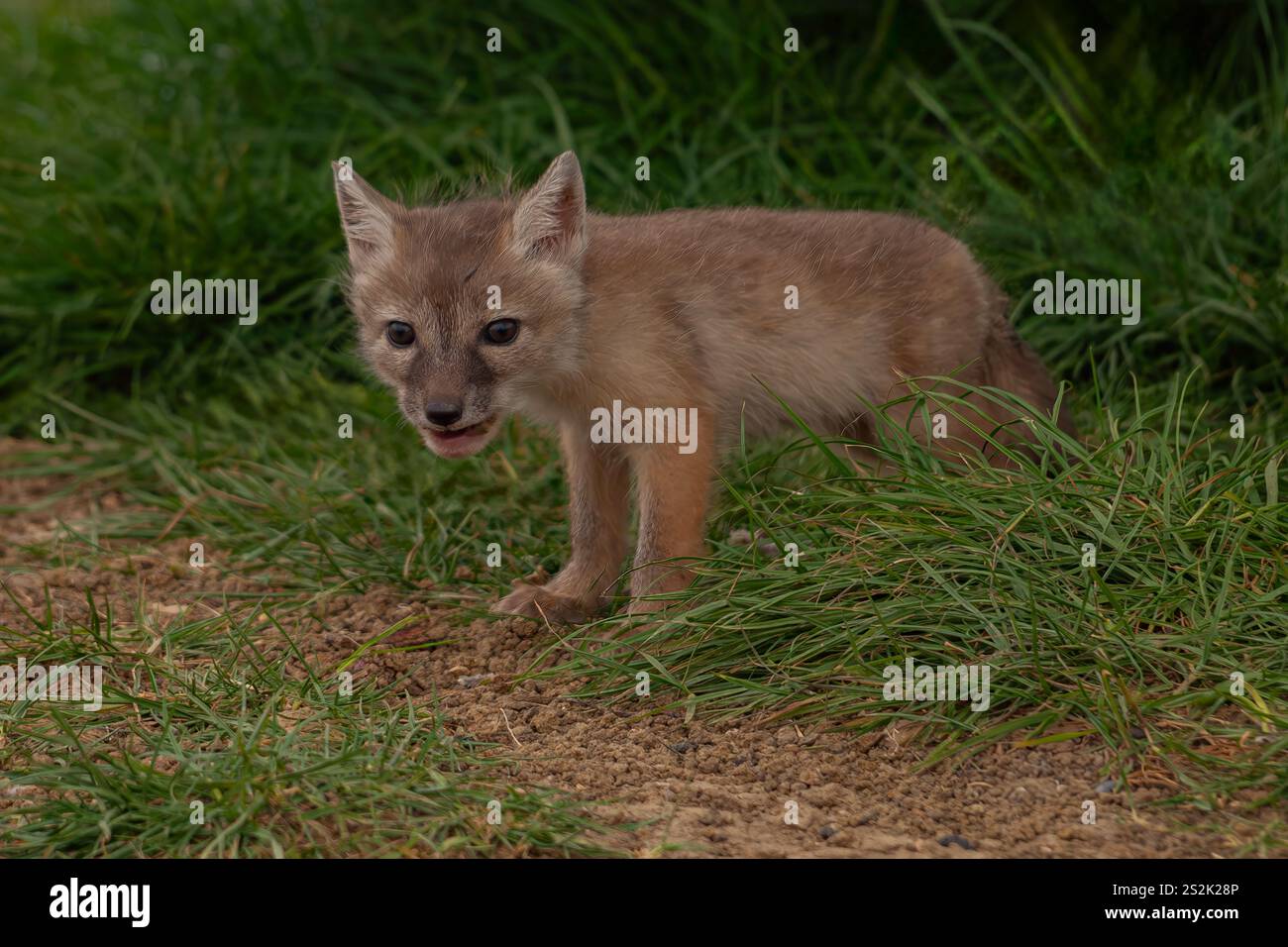 Ein acht Wochen altes Corsac Fuchsset (Vulpes Corsac) fotografiert in der Nähe der Höhle stehend und direkt in die Kamera blickend. Stockfoto