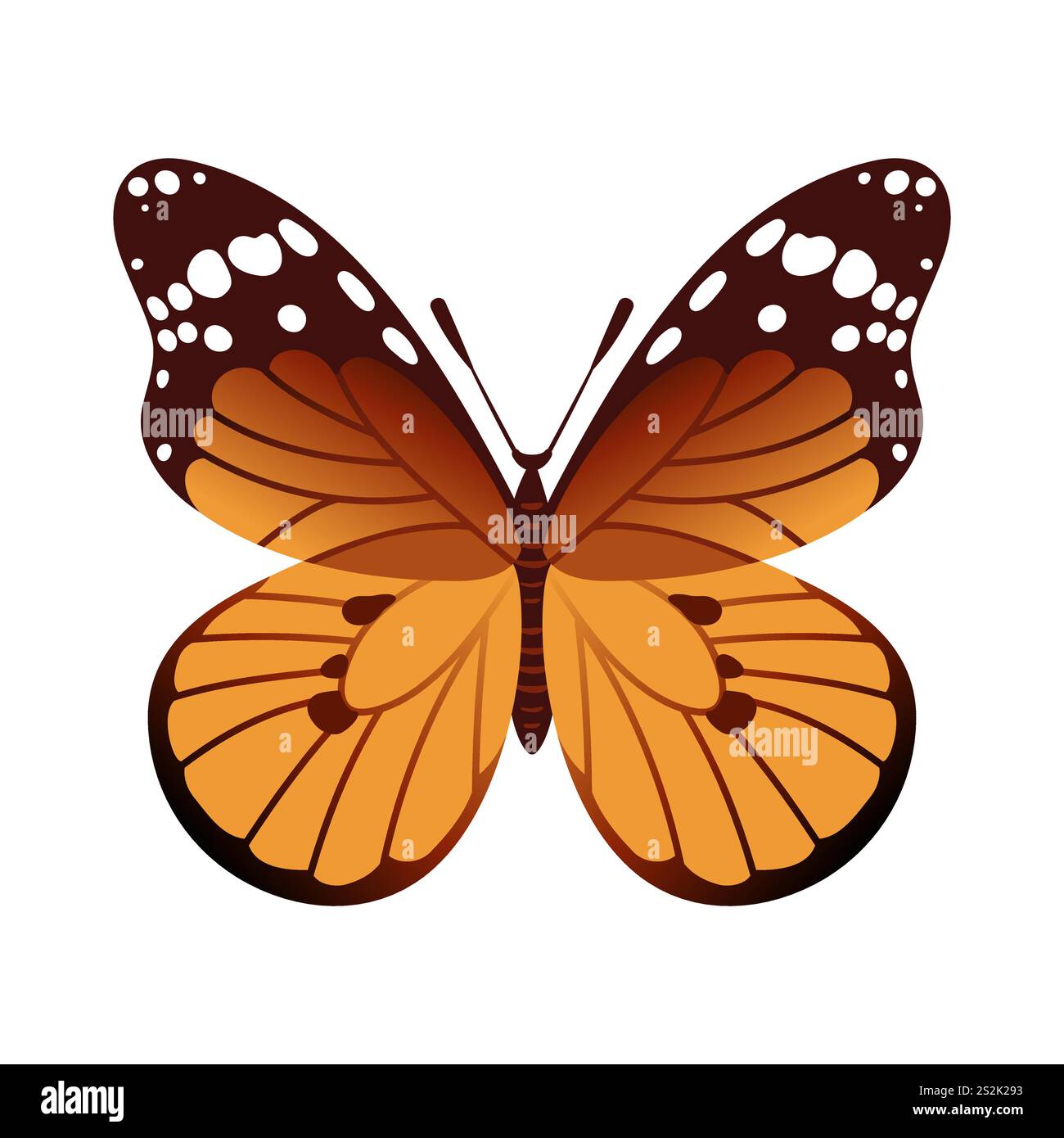 Der Monarch-Schmetterling Danaus plexippus verfügt über leuchtende orangefarbene Flügel, die mit schwarzen Linien und weißen Flecken verziert sind. Bekannt für seine beeindruckenden Migrationen, Stock Vektor