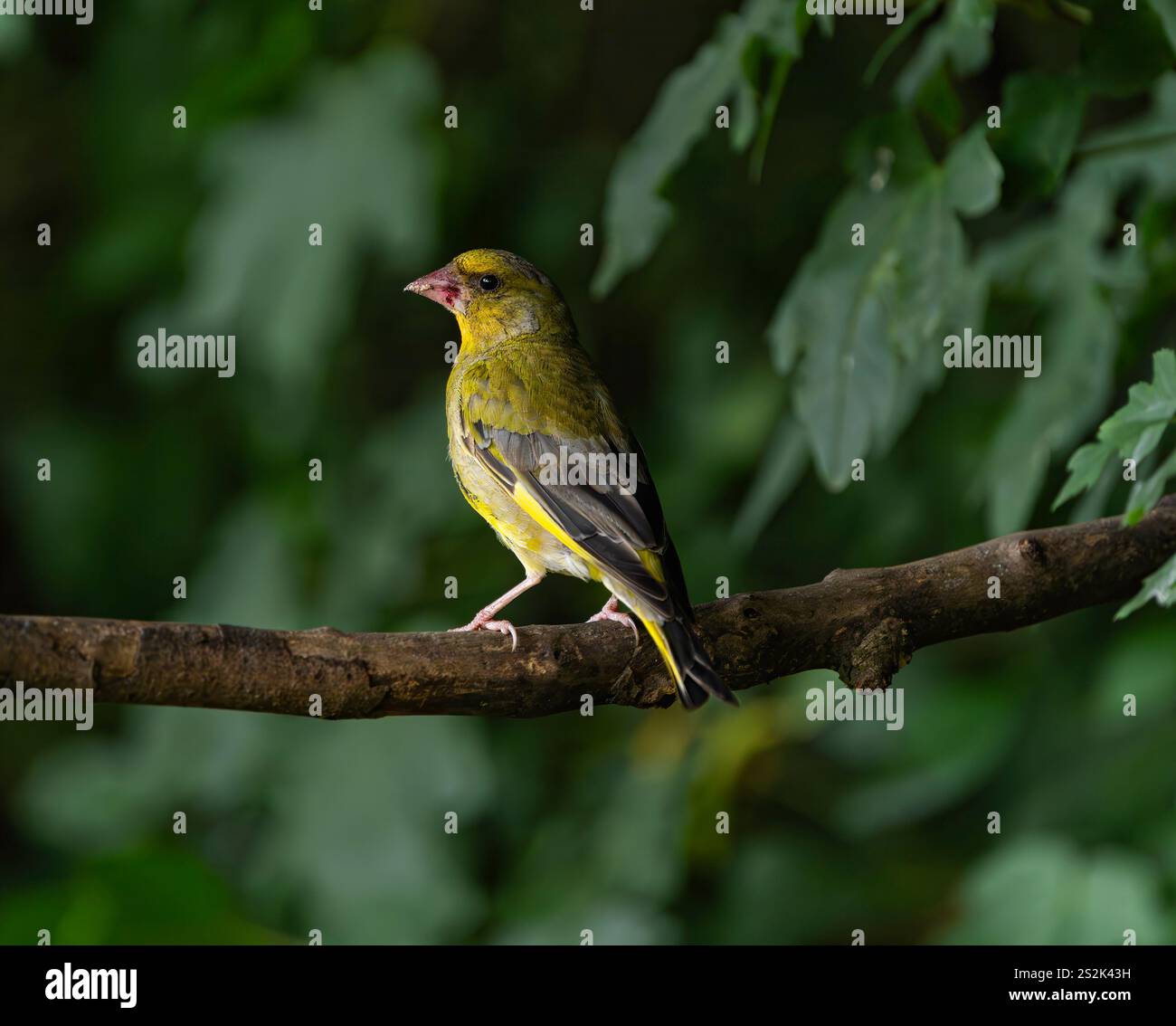 Ein einziger erwachsener Greenfinch (Chloris chloris), der auf einem Ast sitzt, nach links gerichtet, fotografiert gegen eine grüne Hecke im RSPB Dearne Valley. Stockfoto