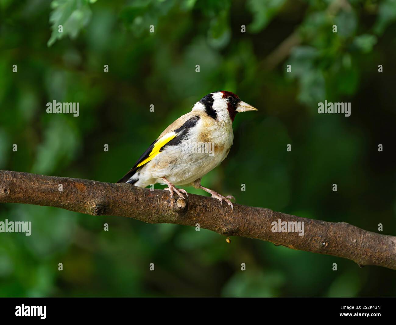 Ein einzelner erwachsener Goldfinch (Carduelis carduelis), der auf einem Baumzweig sitzt, nach rechts gerichtet, fotografiert gegen eine grüne Hecke im RSPB Dearne Valley. Stockfoto