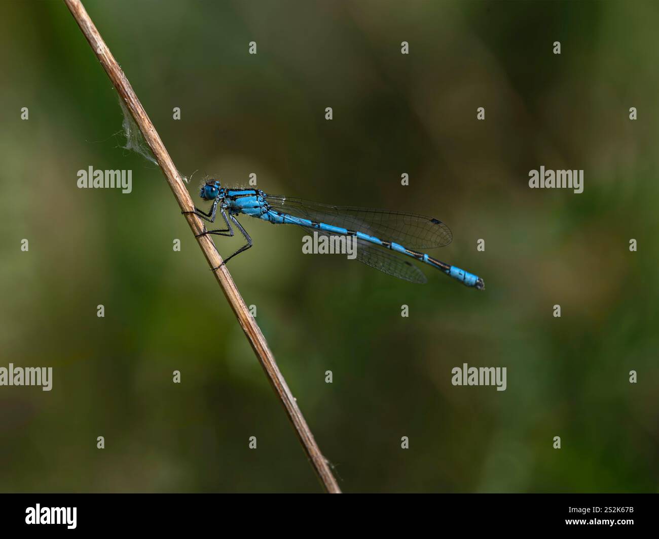 Männliche gemeine Blaue Damselfliege (Enallagma cyathigerum), die auf einem Wasserrohrstamm ruht - RSPB Old Moor Stockfoto