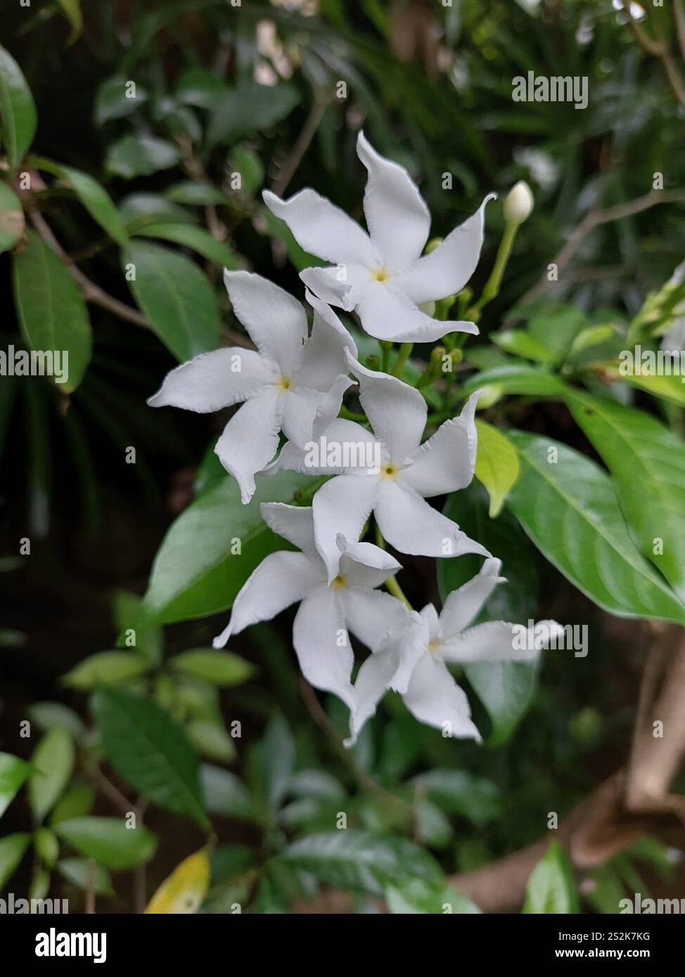 Crepé Jasmin (Tabernaemontana divaricata) Stockfoto