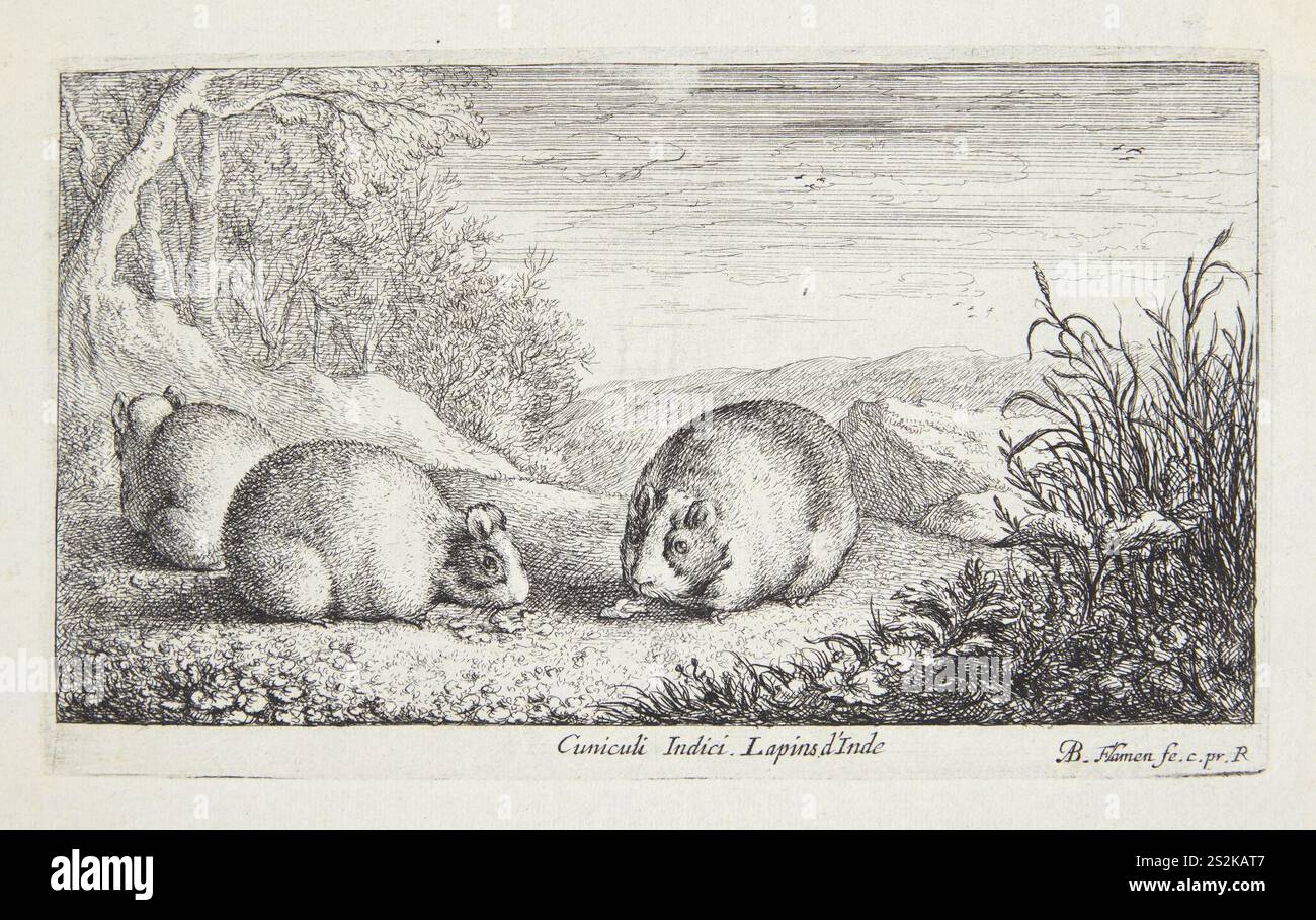 Albert Flamen, Marsvin, Stockfoto