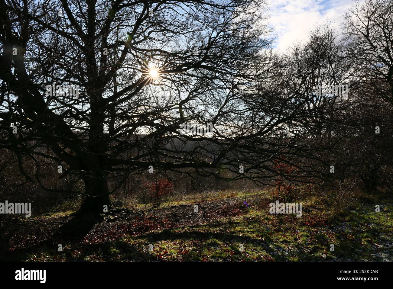 Die Sonne scheint durch Bäume auf dem Cotswold Way am Haresfield Beacon, Stroud Stockfoto