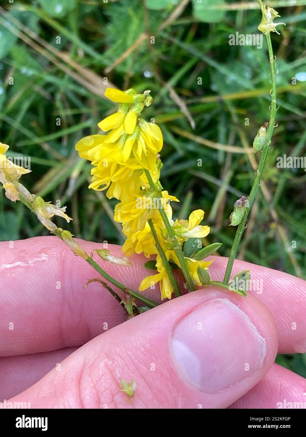 Gelber Süßklee (Melilotus officinalis) Stockfoto