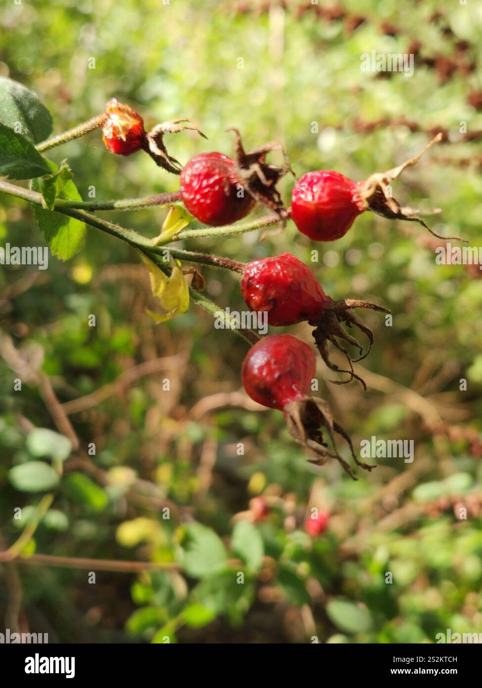 Kalifornische Wildrose (Rosa californica) Stockfoto