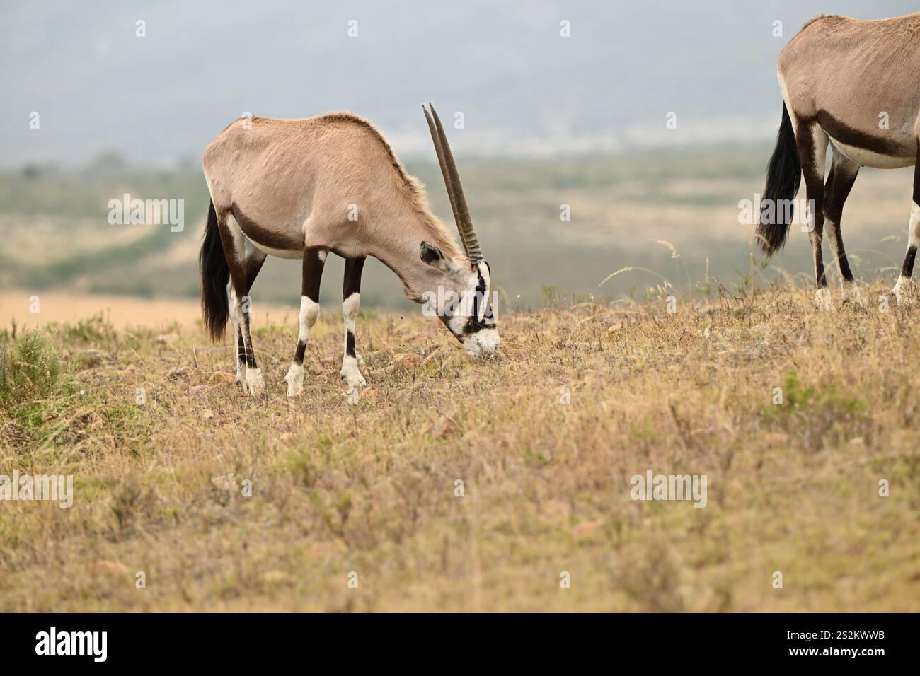 Großer afrikanischer Antilope Oryx in seinem Lebensraum Stockfoto