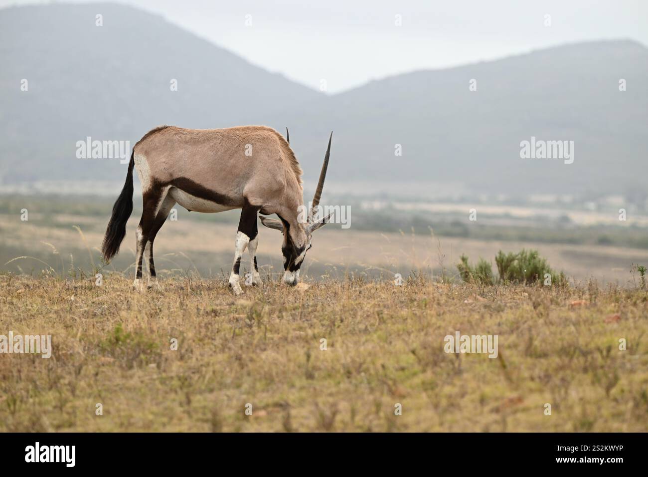 Großer afrikanischer Antilope Oryx in seinem Lebensraum Stockfoto Großer afrikanischer Antilope Oryx in seinem Lebensraum Stockfoto