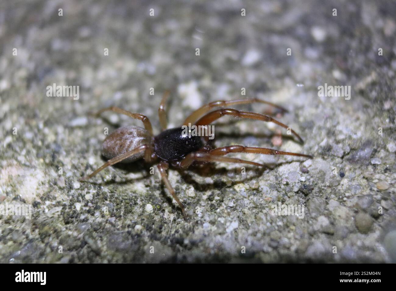 Breiter SAC-Spider (Trachelas tranquillus) Stockfoto
