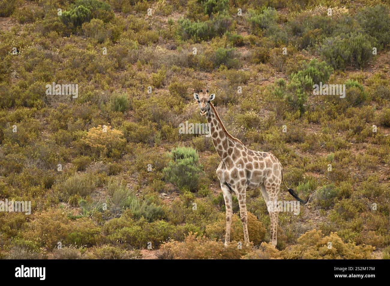 Giraffe im wilden Afrika-Habitat Stockfoto