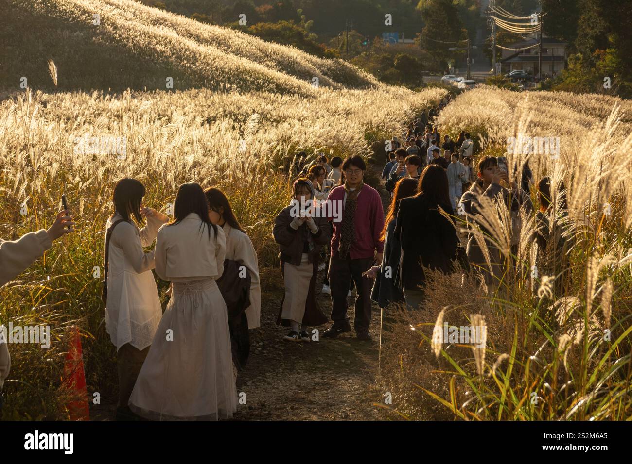 Sengokuhara Pampas Grasfelder im Fuji Hakone Izu Nationalpark in Hakone Japan Stockfoto