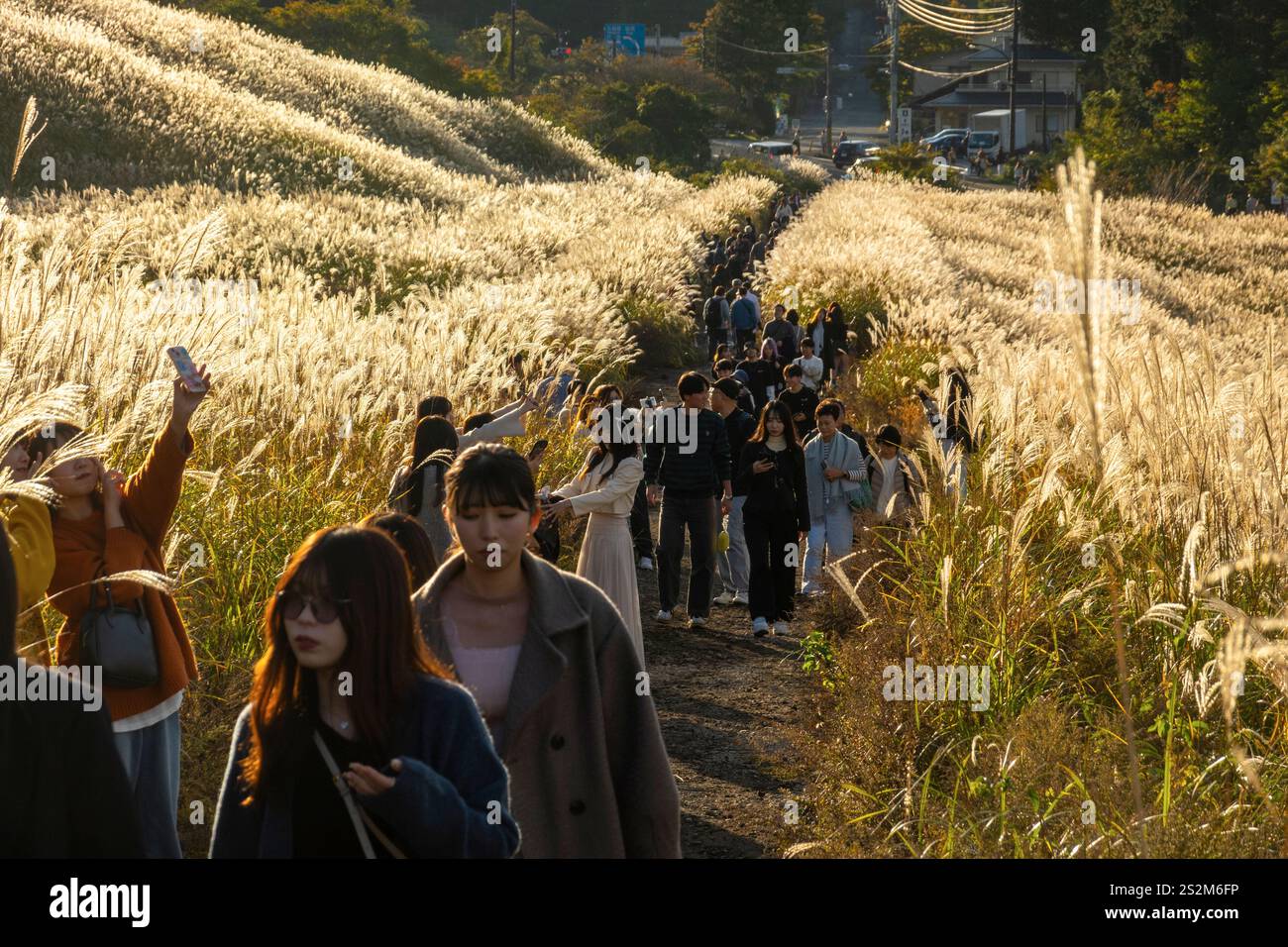 Sengokuhara Pampas Grasfelder im Fuji Hakone Izu Nationalpark in Hakone Japan Stockfoto