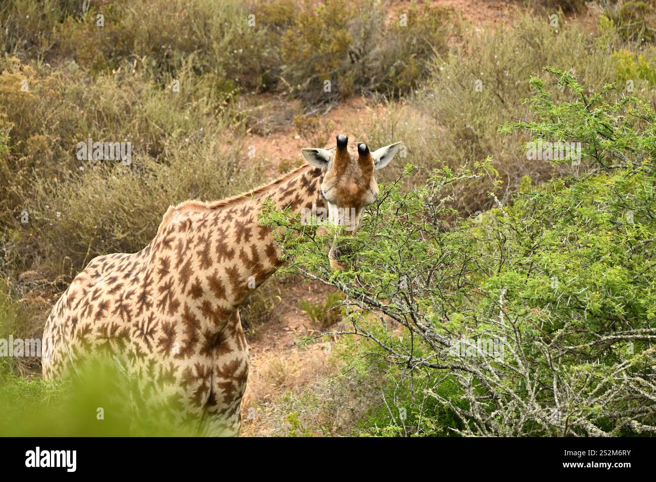 Giraffe im wilden Afrika-Habitat Stockfoto