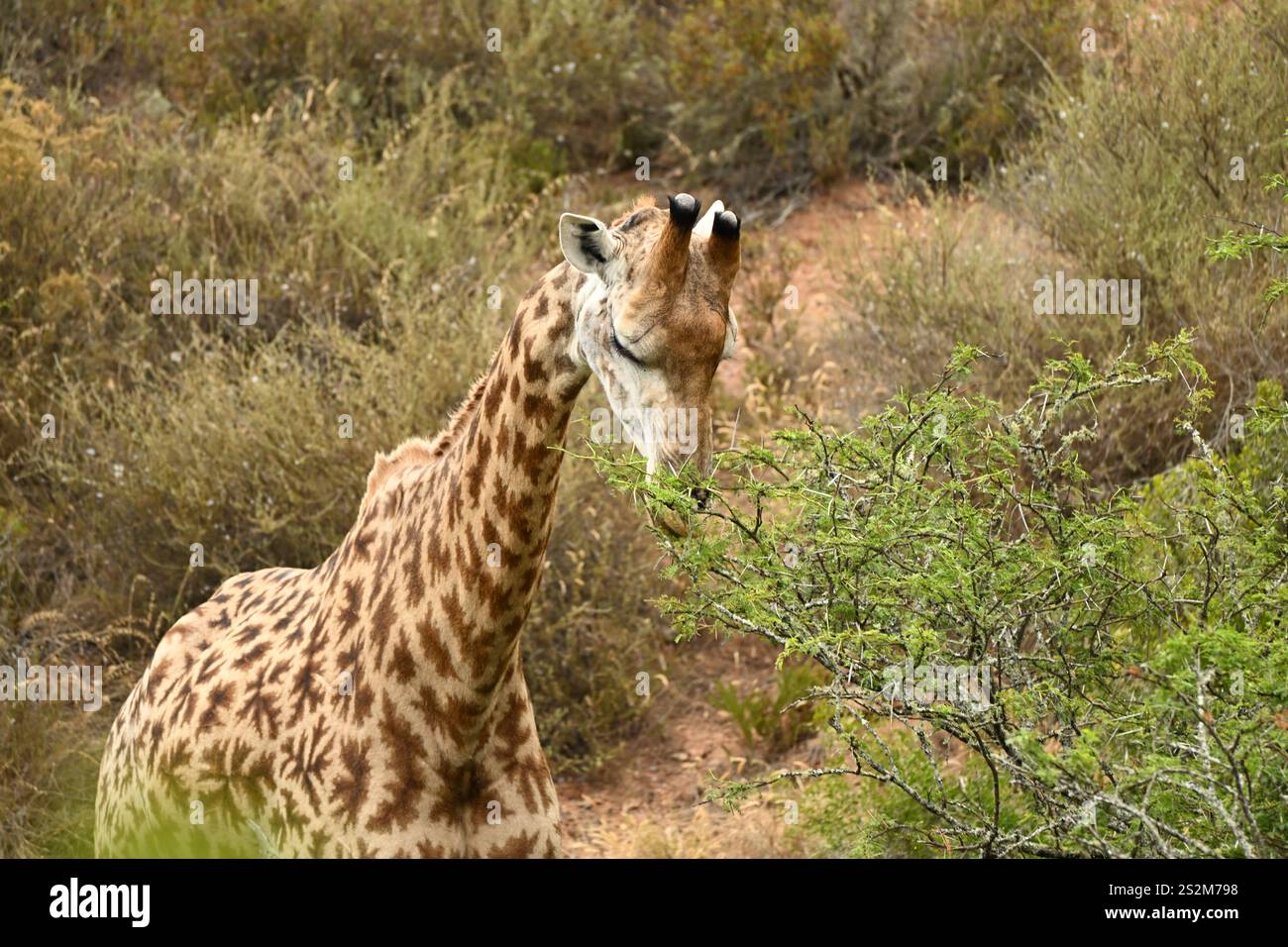 Giraffe im wilden Afrika-Habitat Stockfoto